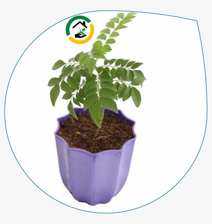 Curry Leaves Are Used As A Natural Flavouring Agent - Flowerpot, transparent png