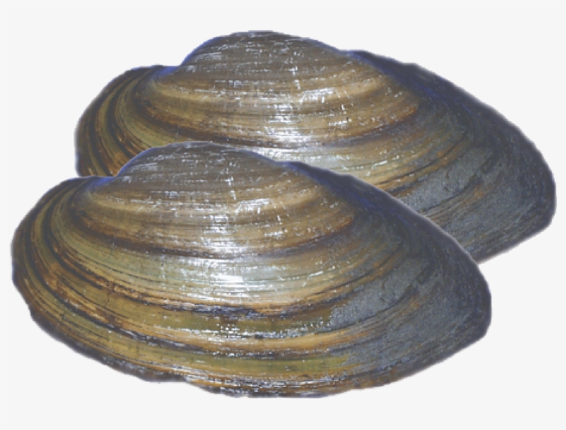 Loading Zoom - Baltic Clam, transparent png