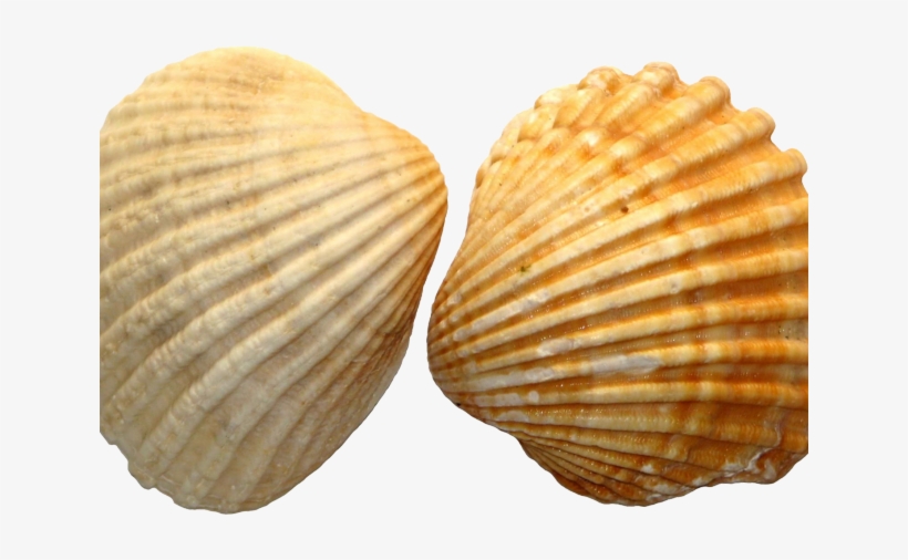 Clams Clipart Beach Shell - Portable Network Graphics, transparent png