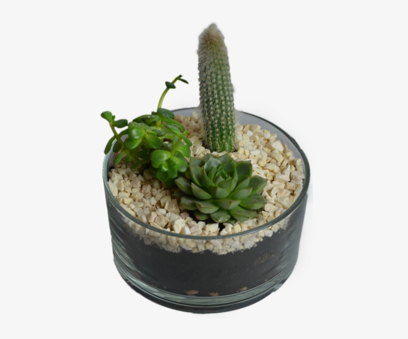 Cactus In Flowerpot - Flowerpot, transparent png