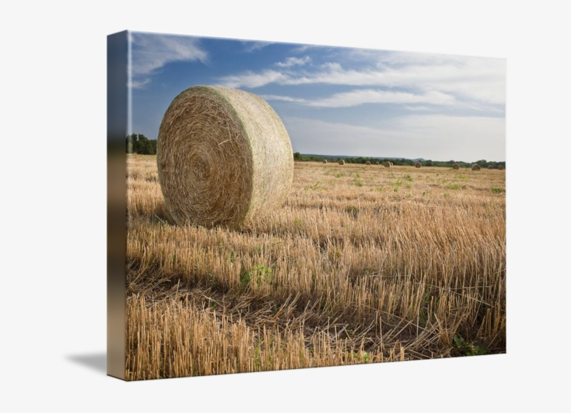 Hay Color Photography By Paul Huchton - Hay, transparent png