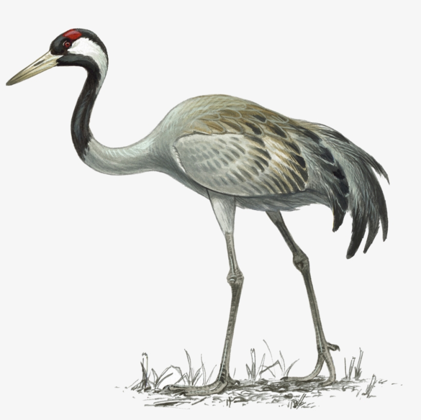 Crane, transparent png