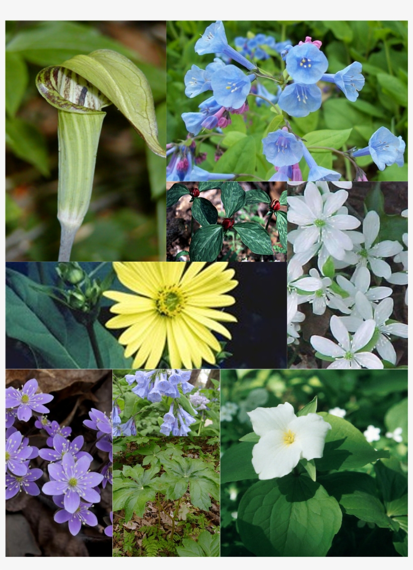 Wildflowers - Podophyllum Peltatum, transparent png