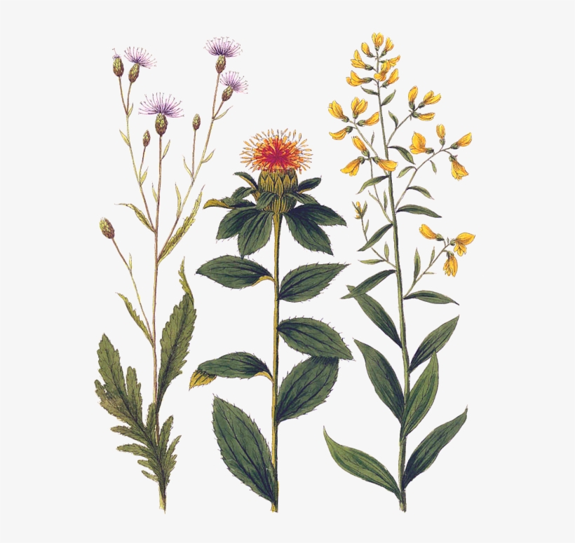 Click And Drag To Re-position The Image, If Desired - Botanical Wild Flowers, transparent png