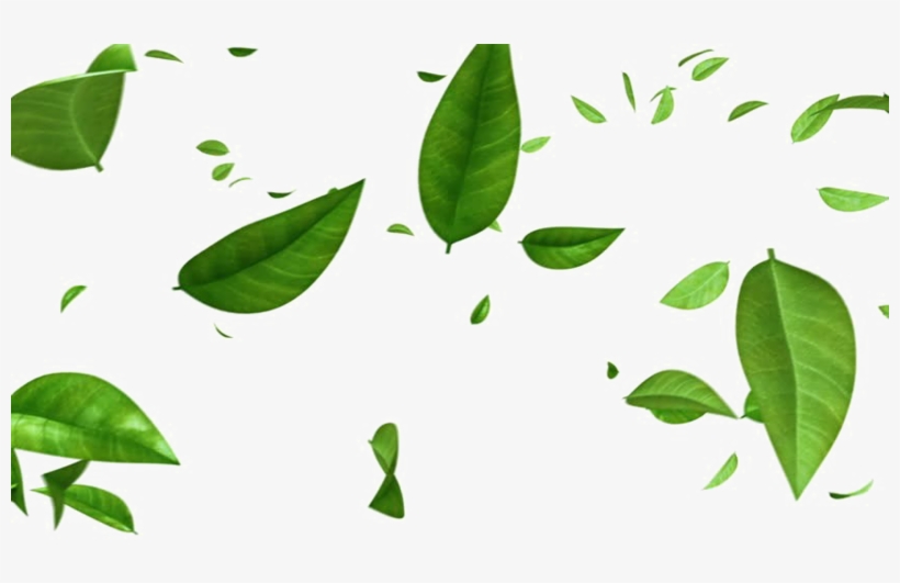 Green Leaf Png Photos - Green Leaves Falling Background, transparent png