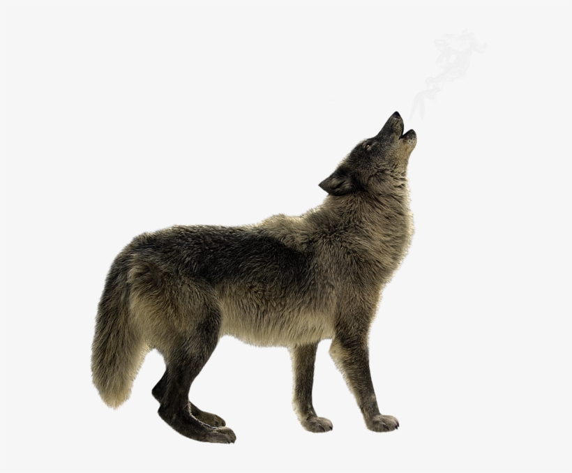 Click And Drag To Re-position The Image, If Desired - Grey Fox, transparent png