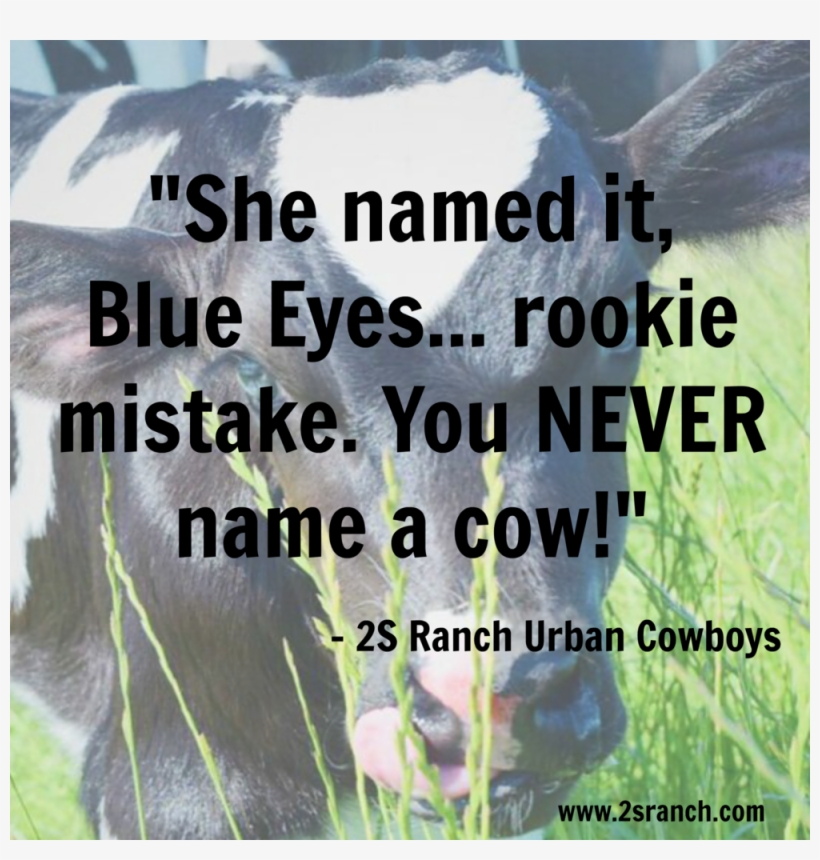 Blue Eyes - Dairy Cow, transparent png