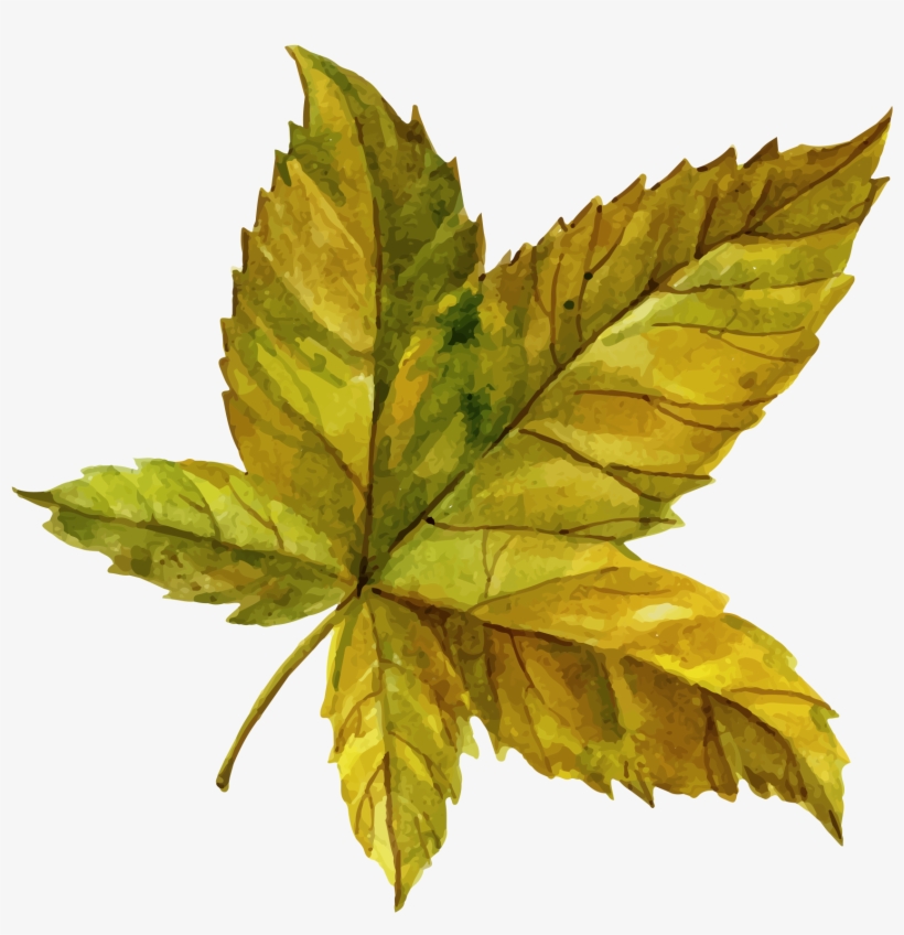 Download - Maple Leaf, transparent png