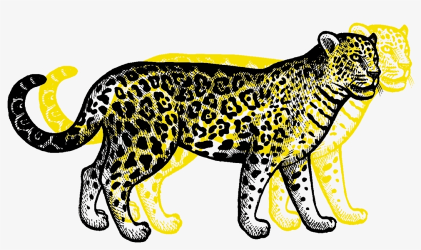 Jaguar - Clouded Leopard - 1000x647 PNG Download - PNGkit