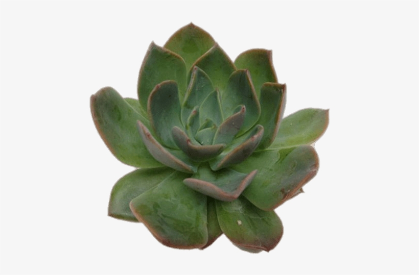 Nature - Succulent Echeveria Green Prince, transparent png
