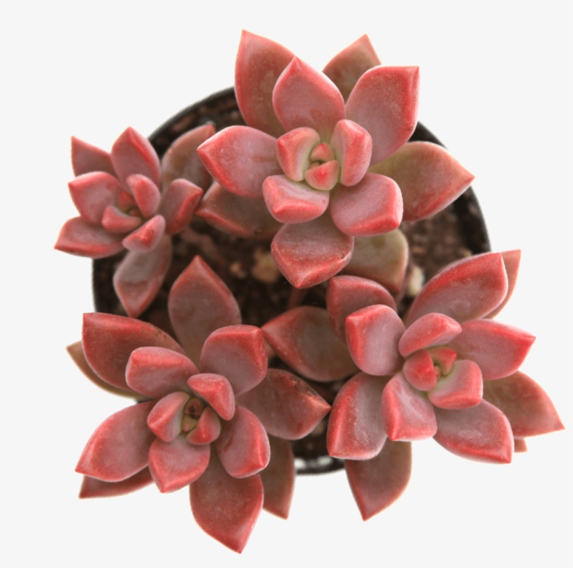 Graptosedum 'vera Higgins' - Graptosedum Alpenglow Vera Higgins, transparent png