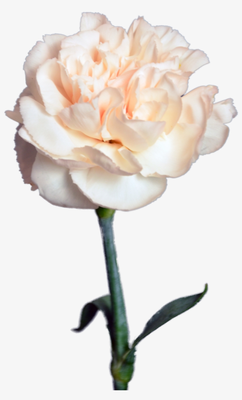 Creamy Carnation Flower Shop Studio Flores - Гвоздика Кремовая, transparent png