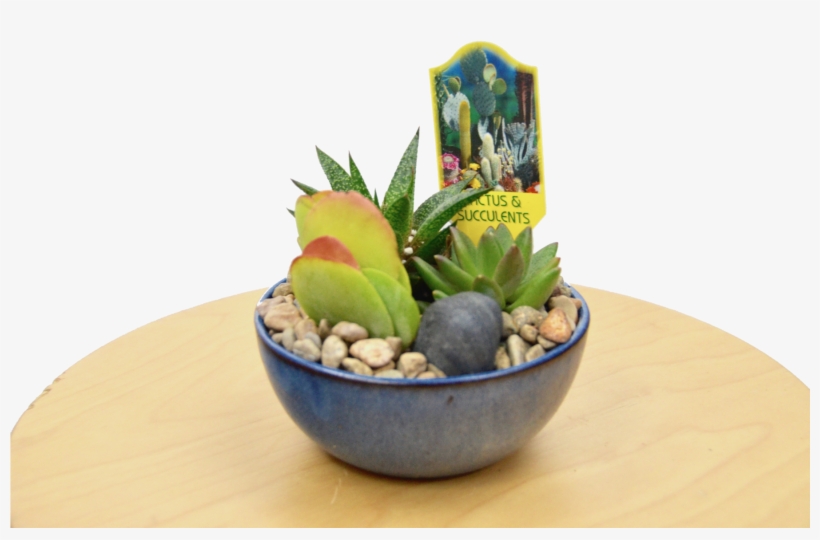 1 Succulent Assortment In Blue Glazed Pot Pot - Flowerpot, transparent png