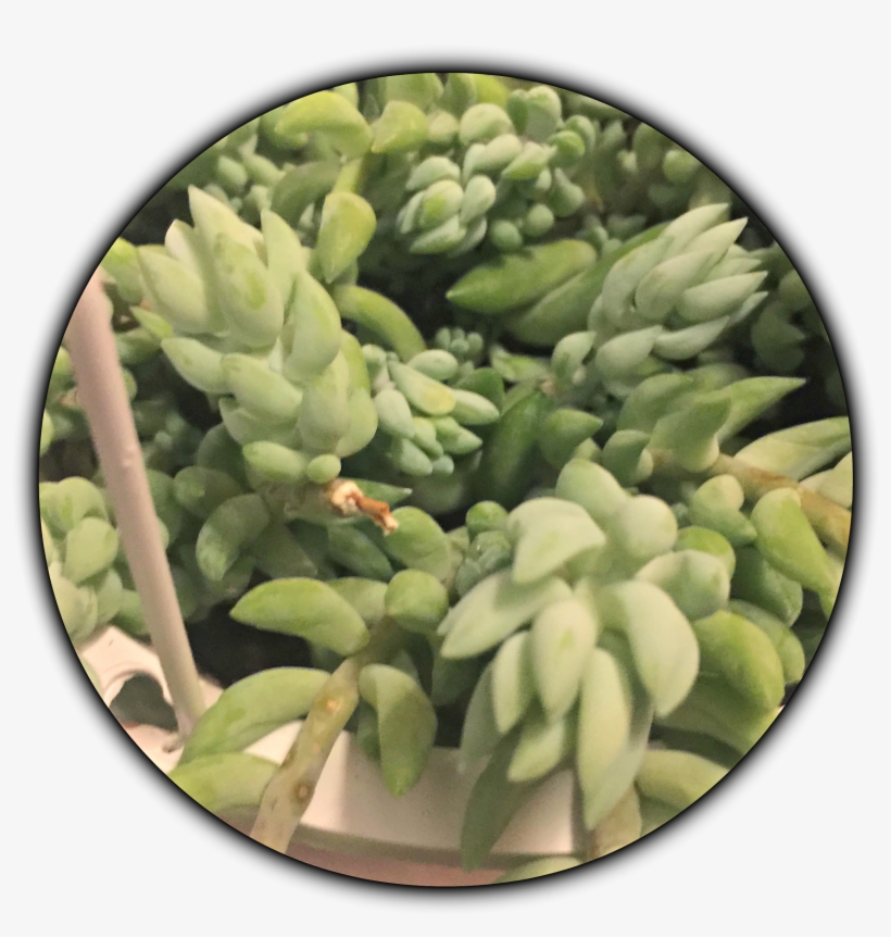 Donkeytail2 - Vegetable, transparent png