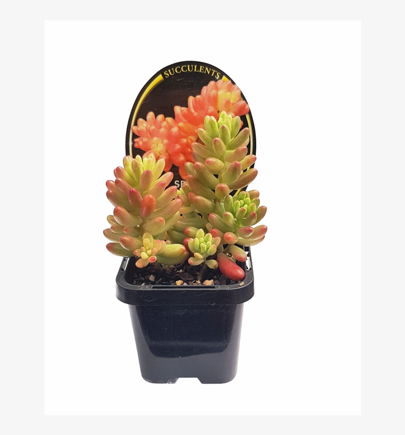 70mm Assorted Succulents - Flowerpot, transparent png