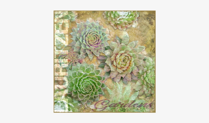 Lauritzen Gardens Omaha Succulents Canvas Art - White Mexican Rose, transparent png