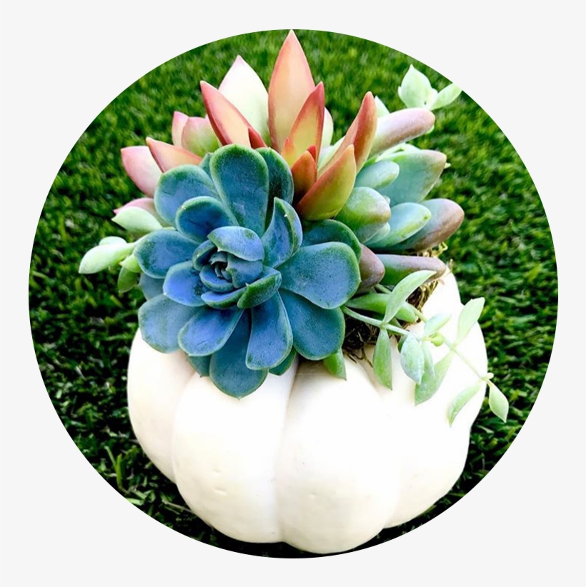 Arrangement1 - White Mexican Rose, transparent png