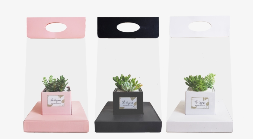 Bringing To You A Sustainable Succulent Bouquet That - Bonsai, transparent png
