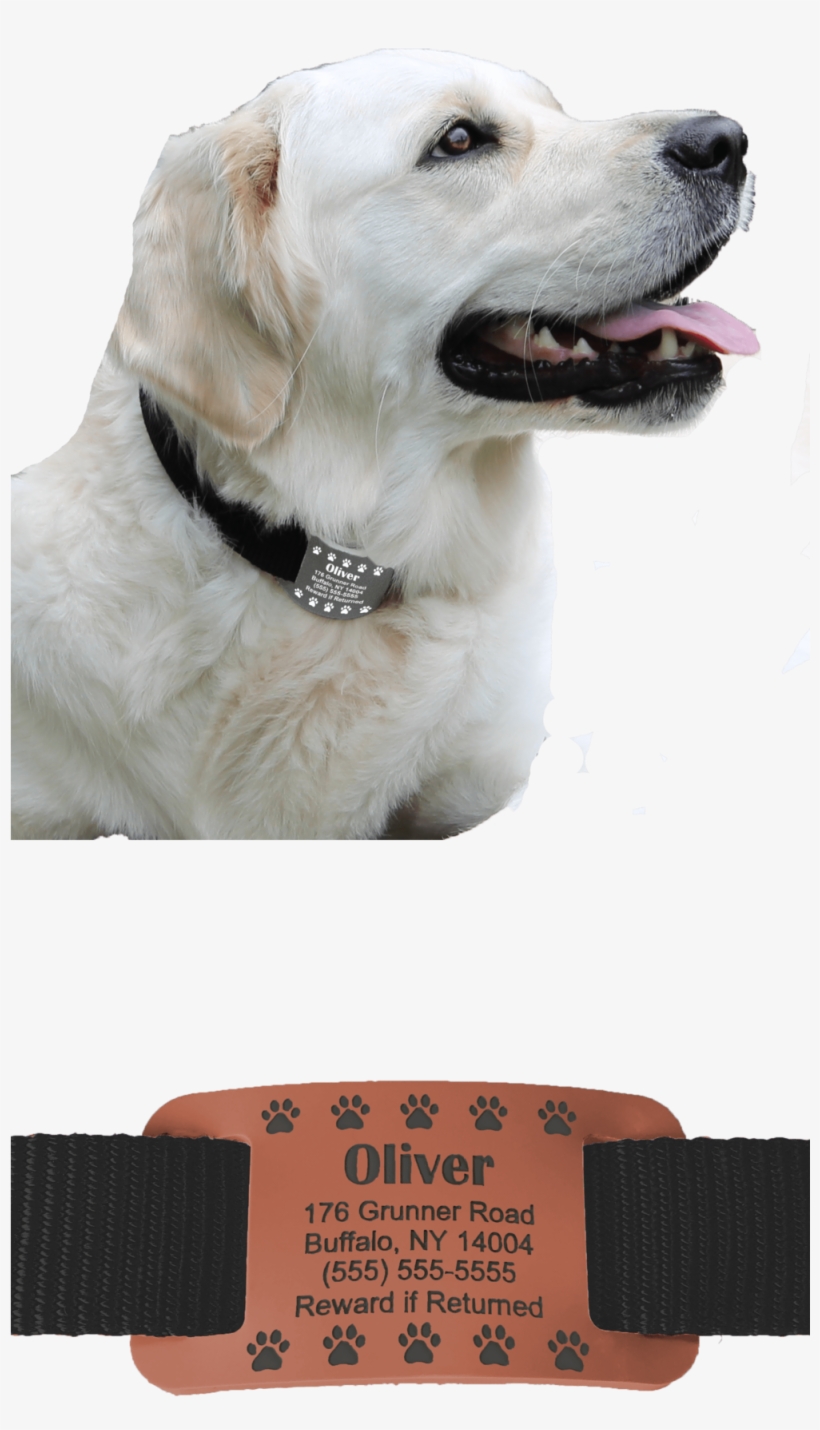 Website Left Side - Labrador Retriever, transparent png