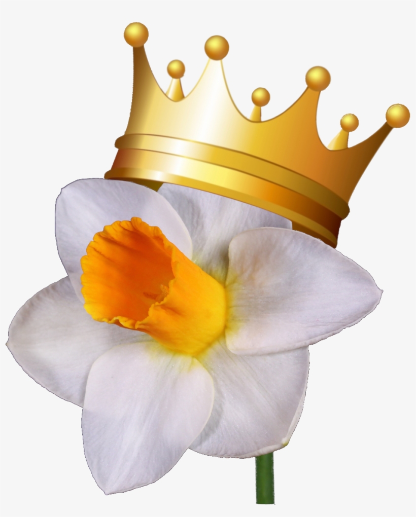 "royal Daffodils" - Vector, transparent png