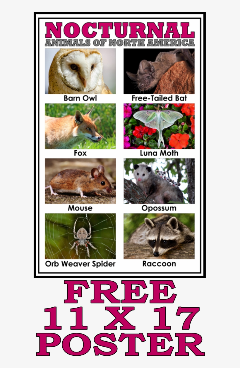 Introduce Your Nocturnal Animals Study With This Free - Nocturnal