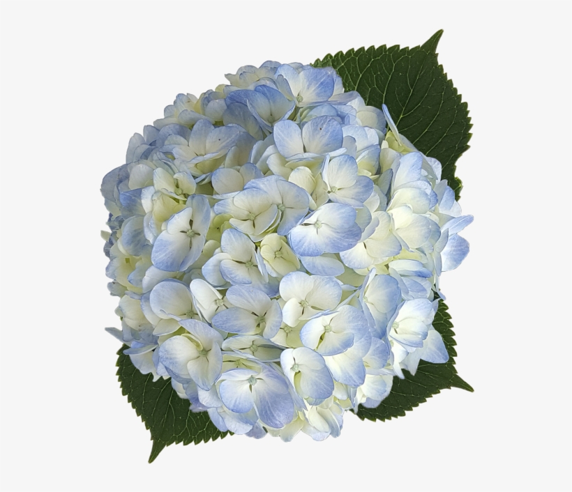 Hydrangea Blue Png, transparent png