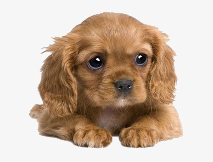 Puppies Png Transparent Image - Cocker Spaniel X King Charles Cavalier, transparent png