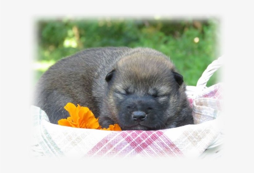 Puppies For Sale In Kentucky Sometimes Change - Eurasier, transparent png