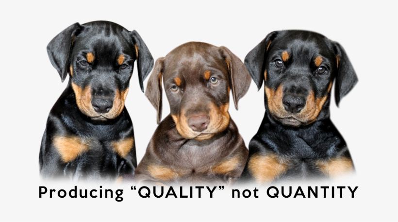 Dog Yawns, transparent png