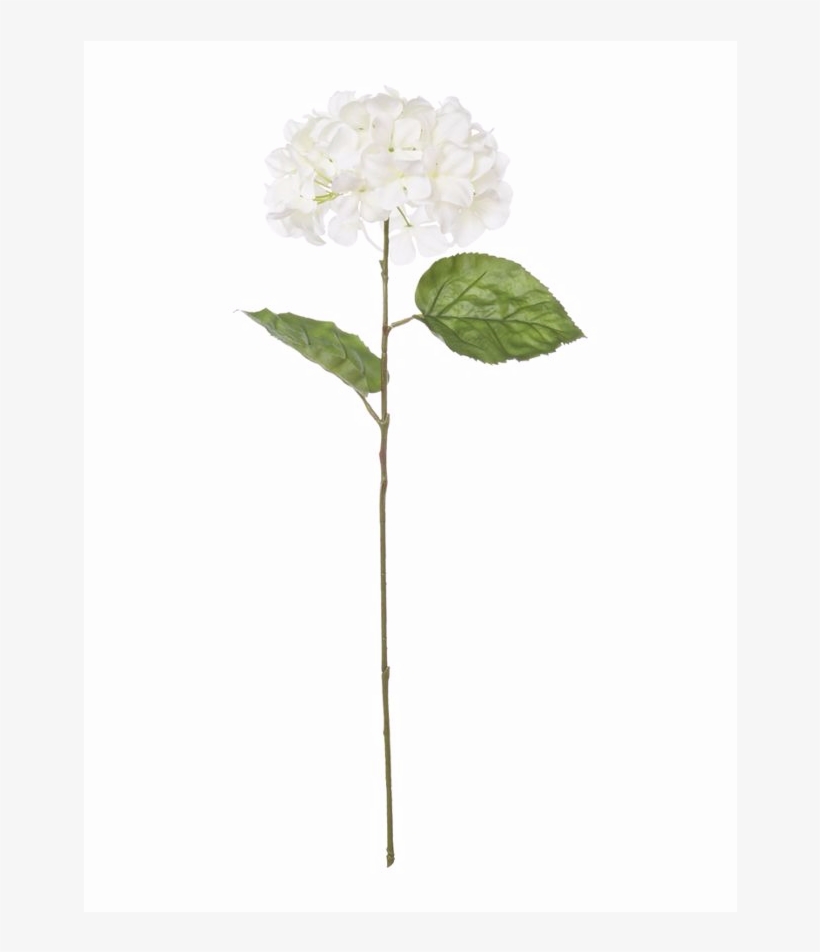 Single Artificial Hydrangea - Hydrangea Serrata, transparent png