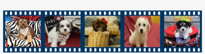 Previousnext - Spanish Films, transparent png