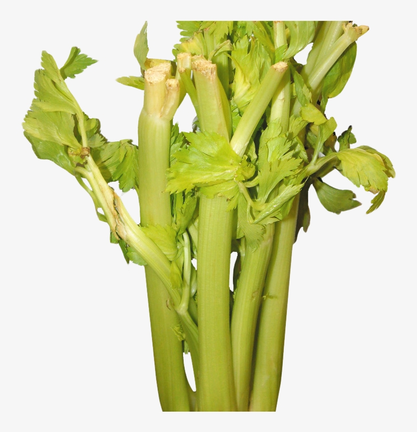 Celery Png Image 1 - Celery, transparent png