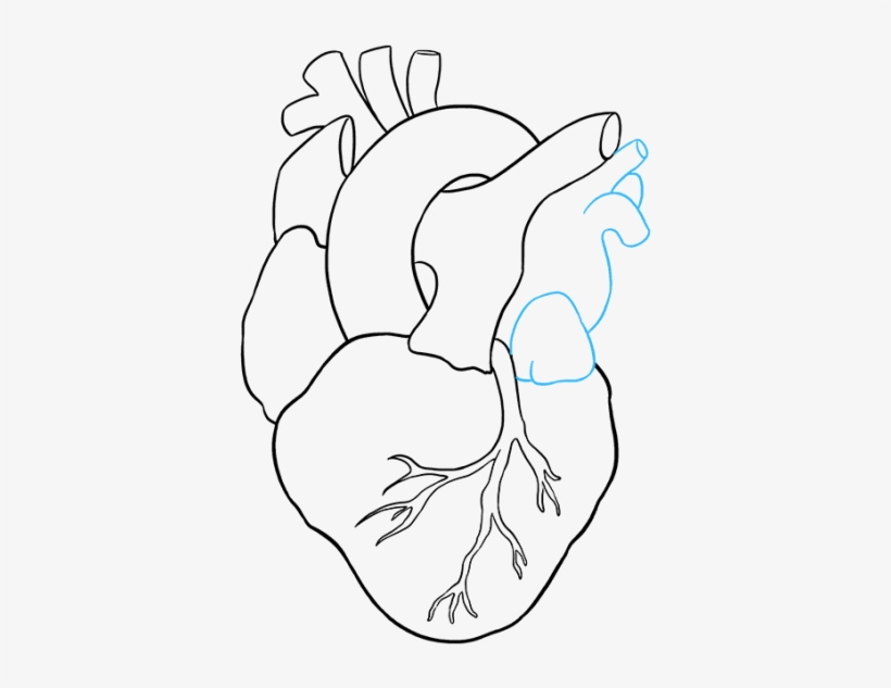 Human Heart To Draw, transparent png