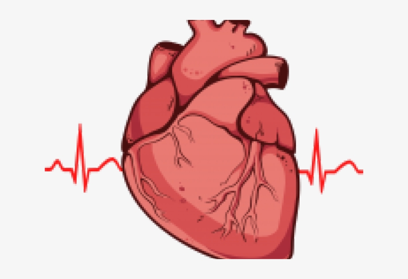 Real Heart Clipart - Real Heart, transparent png