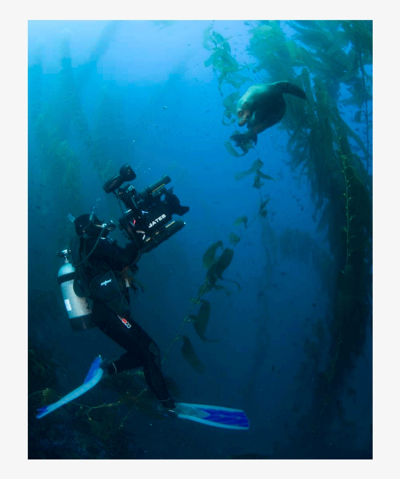 The Camera Coach® Your Guide To Underwater Videocamera - Scuba Diving, transparent png