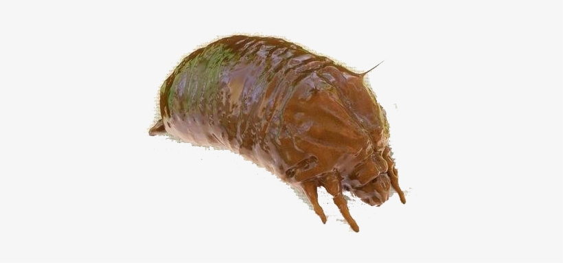 Bed Bug Png Free Pic - Southern Comma, transparent png