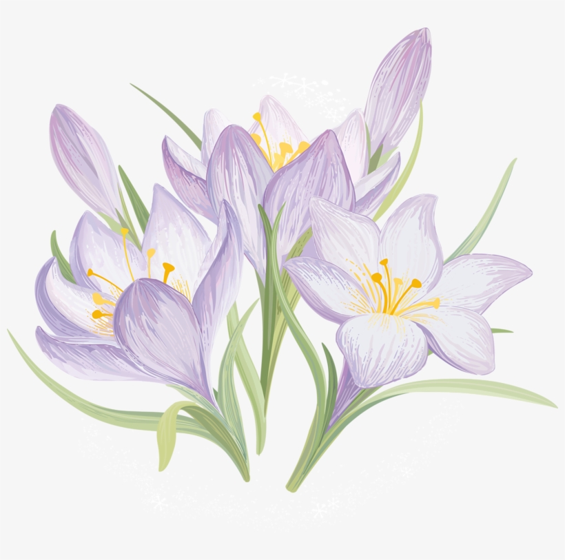 Iris Flower Drawing - Spring Drawn Flowers, transparent png