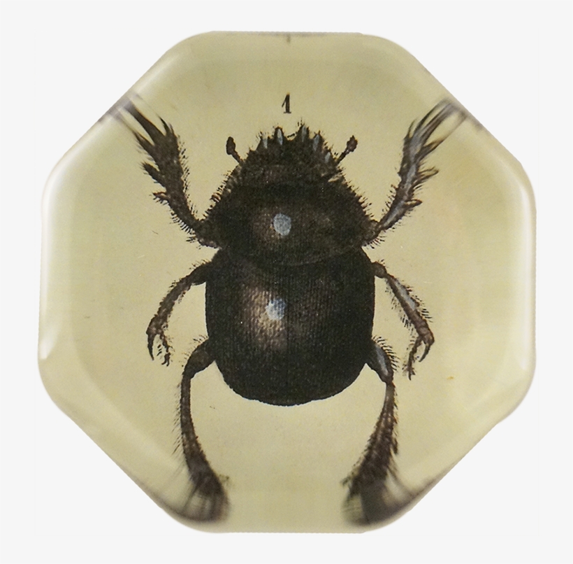Dung Beetle, transparent png