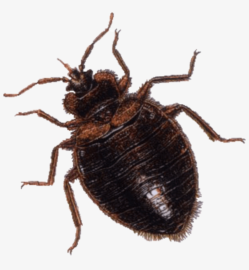Free Png Download Brown Bug Png Images Background Png - Bed Bug, transparent png