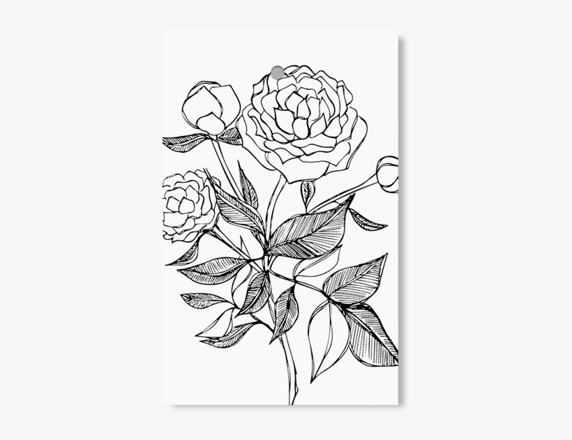 Peony - Floribunda, transparent png