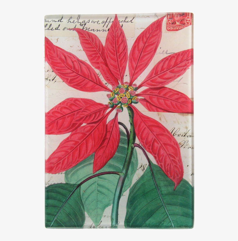 Poinsettia Png, transparent png