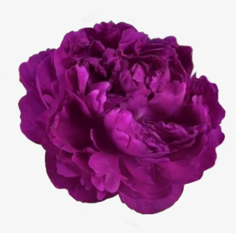 Kpopedits Sticker - Пион Victoire De La Marne, transparent png