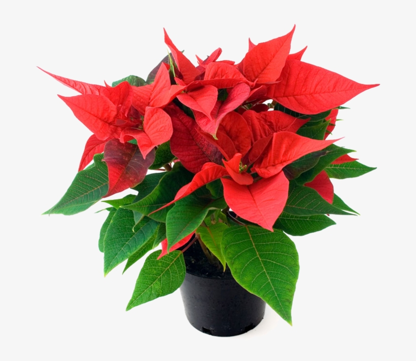 Order Your Beautiful Nursery Quality Poinsettias Now - Poinsettia Plant In Bangalore, transparent png