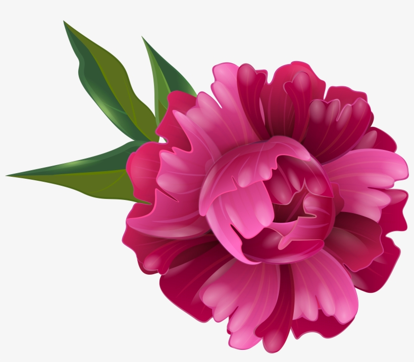 Fuchsia Peony Flower Transparent Image, transparent png