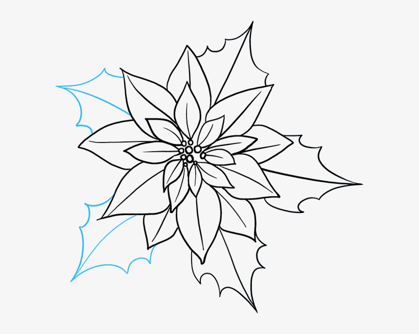 How To Draw Poinsettia - Poinsettia Drawing, transparent png