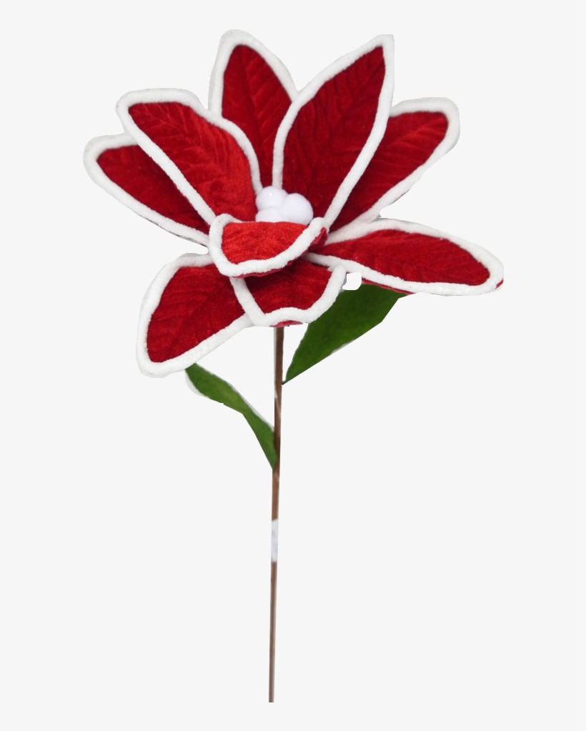 Felt Red Poinsettia With White Piping - Artificial Flower, transparent png