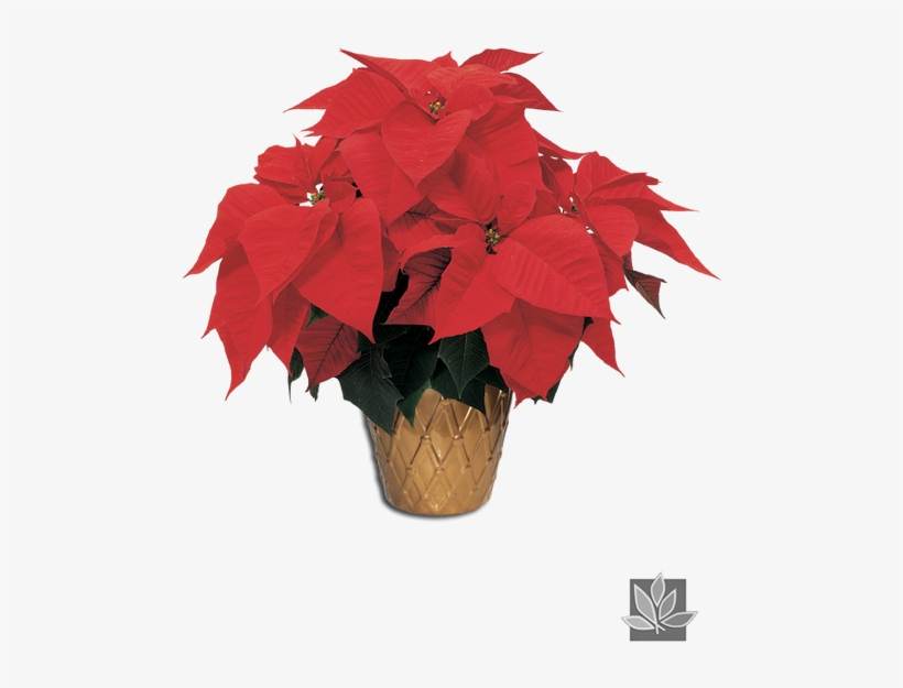 Poinsettia Png - Poinsettia, transparent png
