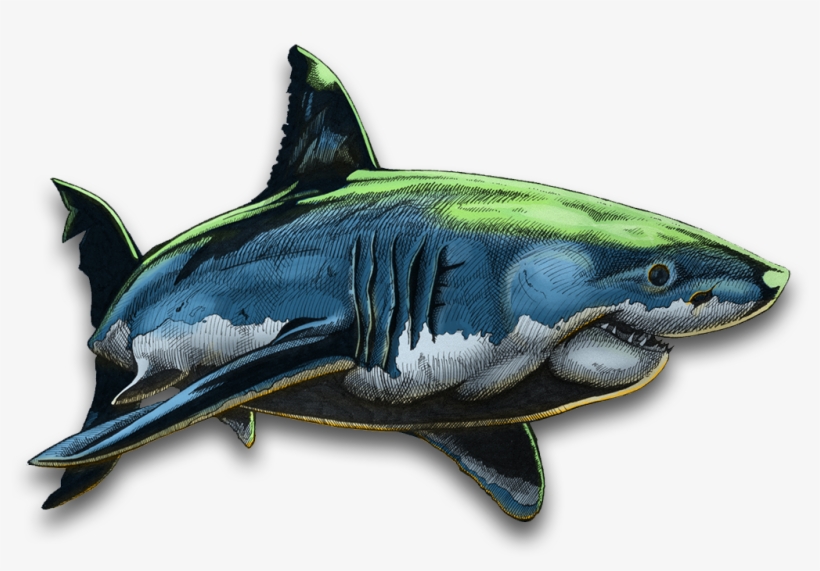 Shark One Colouring - Drawing, transparent png