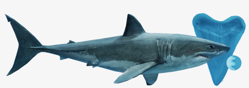 Shark Species Family Tree Ocean Ecosystem Predator, transparent png