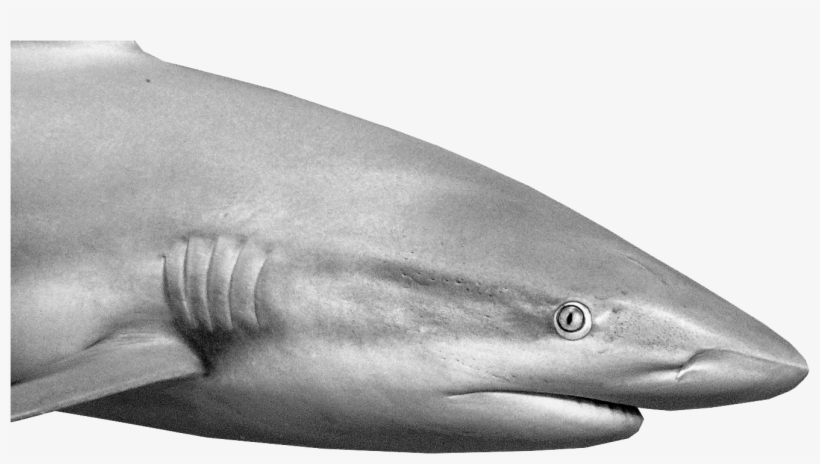 Reef Shark Inspects The Diver - Great White Shark, transparent png